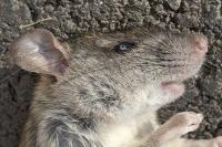 Rattus rattus