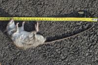 Rattus rattus