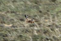 Lepus granatensis