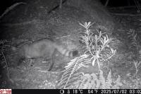 Felis silvestris