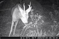 Capreolus capreolus