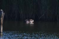 Myocastor coypus