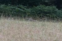 Felis silvestris