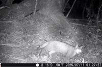 Felis silvestris