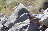 Marmota marmota