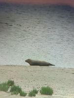 Phoca vitulina