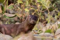 Mustela vison