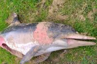 Delphinus delphis