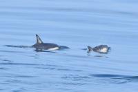 Delphinus delphis