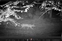 Canis lupus