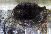 Galemys pyrenaicus