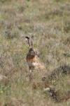 Lepus granatensis