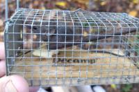 Mus musculus