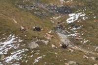 Capra pyrenaica victoriae