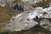 Capra pyrenaica victoriae