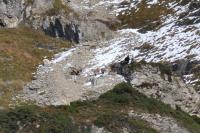 Capra pyrenaica victoriae