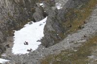 Rupicapra pyrenaica pyrenaica