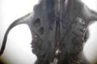 Mus musculus domesticus