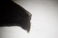 Mus musculus domesticus