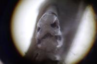 Mus musculus domesticus