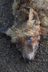 Vulpes vulpes