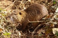 Myocastor coypus
