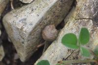 Oryctolagus cuniculus