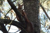 Sciurus vulgaris