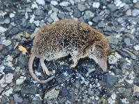 Crocidura