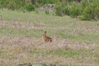 Lepus europaeus