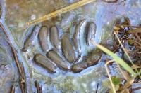 Myocastor coypus