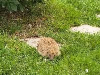 Erinaceus europaeus