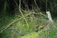 Mustela putorius