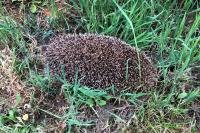 Erinaceus europaeus