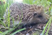 Erinaceus europaeus