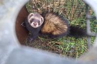 Mustela putorius