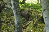 Sus scrofa