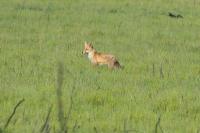 Vulpes vulpes
