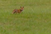 Vulpes vulpes vulpes