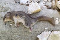 Glis glis