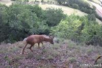 Capreolus capreolus
