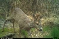 Capreolus capreolus