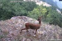 Capreolus capreolus