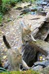 Felis silvestris
