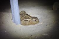 Lepus europaeus