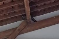 Genetta genetta