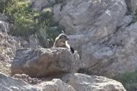 Marmota marmota
