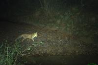 Vulpes vulpes