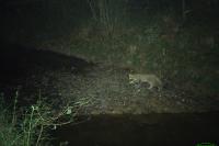 Felis silvestris