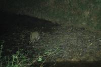 Felis silvestris